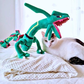 レックウザとタオルケットを置き直したもののーーすぐにそばにやって来たぽっちくん（画像提供：もるてんさん）