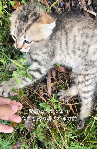 路肩に左後ろ足から血を流し、鳴いている小さな子猫がいた（「迷い猫てんちゃん┃Ten」さん提供、Instagramよりキャプチャ撮影）