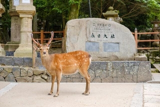 鹿と春日大社の石碑　奈良市（Rummy & Rummy/stock.adobe.com）