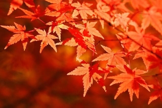 2026年穴場紅葉スポット 自治体ランキング発表　※画像はイメージです（ogawaay/stock.adobe.com）