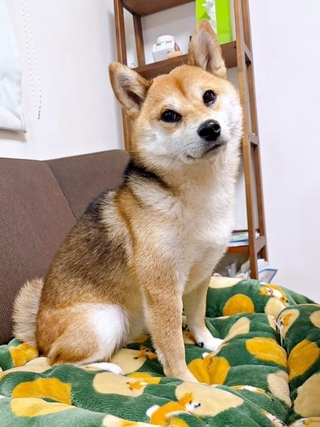 おすまし顔もキュートな（画像提供：しばいぬお迎えした主婦さん）
