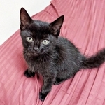 黒くてトゲトゲ…「ウニだ」保護子猫の名前が決まった瞬間　全身の毛を逆立てた「やんのかステップ」に反響