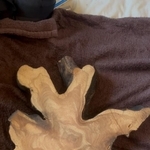 朝市で買ってきた切り株　筆で命を吹き込むアーティスト　呼び起こされた第3の目に「かっこよすぎる」