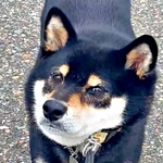 「もう帰る！」 散歩中、動かなくなったはるくん（画像提供：黒柴はるママさん）