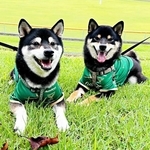 黒柴兄弟が息ぴったりのシンクロ芸（ごはんの前だけ）　伏せ、回転、お座り…そろってキビキビ動く姿に反響「マジスゴイ」