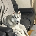 ウッドデッキで寝ていた愛犬　雨が降り出したので「中に入りな」と声かけたら→外を見て家族が爆笑　「見事な犬拓」「芸術品の完成」