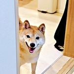 朝、各部屋を回ってチェック…柴犬のかわいすぎるルーティンが話題　「警備体制バッチリですね！」「うちにも来て～」