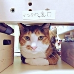 「入室には審査が必要です」部屋の前で立ちはだかる三毛猫　「入りたいなあ…」困り顔の犬との攻防に反響「受付猫さん！」「かわいすぎる」