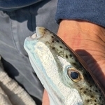 「なんかすんごいシャープなフグ釣れたー！」とはしゃいでいたら…船長から「筋肉、皮、内臓すべてに猛毒」と聞き戦慄　「つい食べてしまいそう」