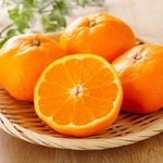 みかん／※画像はイメージです（K/stock.adobe.com）