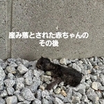 産み落とされた子猫を保護（「NPO法人 アニマルスマイル香川」さん提供、Instagramよりキャプチャ撮影）