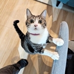 飼い主さんとの攻防戦が話題になった飼い主さんがソファに座ろうとすると、うなぎちゃん（画像提供：平岡さん）