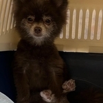 子犬を産むためだけに生かされていた繁殖犬　引退後、迎えられた家で初めて知った「生きる楽しさ」