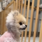 6年間過ごした家族とお別れ……シェルターへ→父が「かわいすぎる」と一目ぼれした保護犬　近づくと体が固まり警戒してたのに、今は「かまって攻撃」続出