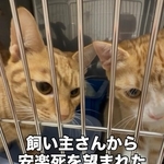 一時は「安楽死させてくれ」と口にするほど、行き詰まっていたという、熊本地震で被災した飼い主の猫たち（「愛と愉快な保護猫たち」さん提供、Instagramよりキャプチャ撮影）