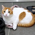 顔をスリスリ…友人のサンダルに夢中の猫→飼い主も「ジェラシー！」　1.8万いいねの甘えっぷりに「かわいい」「匂いつけてるの？」