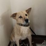 保健所でハンガーストライキをしていた元野犬→お迎えした家族に心を許し、お腹を見せて甘えるまで