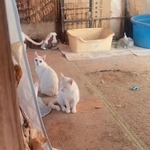 助けたい猫がいるのに、支援制度を使えない…公営住宅の多頭飼育で見えた「制度の壁」