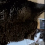 大好きな猫に近づいたら「シャーッ」→猫パンチ浴びて背中からコロン　漫画みたいな倒れ方に「アカデミー賞」「リアクション上手すぎ」