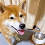 柴犬「おいしかったよ！」お皿が空っぽになったと笑顔で報告するも、「おかわりナシ」と分かった直後の愛らしい行動にほっこり
