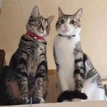子猫は鳴き叫んだが、母猫は威嚇→網戸を閉めた瞬間、穏やかな表情に「子猫を託された」と感じた保護主「いま、幸せだと思ってくれているといいな」