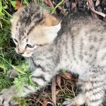 「ゴミか？」路肩の小さな影が気になり、300m先から引き返した男性　血を流す子猫との思いがけない出会い…家族に見守られ今ではジャンプも