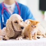 病院にいる犬と猫　※画像はイメージです（famveldman/stock.adobe.com）