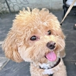 2個目のブラシにびっくり！ 愛らしい表情が話題になったからあげちゃん（画像提供：からあげという犬さん）