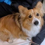「シャンプー」とつぶやいただけで…飼い主を一切信用しなくなったコーギー　上目遣いに「雄弁なまなざし」「拒否したいワン」