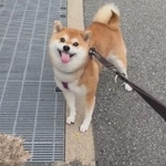 飼い主さんとの散歩を楽しむ姿（提供：y.u.k.i_0310さん）