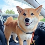 「見事な尻尾置き場です」…柴犬のお尻にくっきり現れた「定位置」　立派な後ろ姿に「柴犬の見本」「くぼみができてる～」