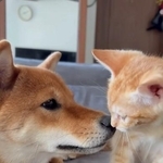 豆柴と元保護猫が本気のバトル！と思ったら…スロー撮影がとらえた平和な真実にほっこり　「最高すぎる」「優しい世界」