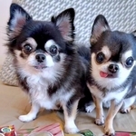 大きな瞳が愛らしい（左から）かるびちゃん、びびんばちゃん（画像提供：かるびびびんばさん）