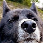 「帰ろう」は禁句……縁石にあごをのせて動かない柴犬　声をかけるとムキッ！「犬だって黄昏れたいのさ」「嫌やし帰らんし」