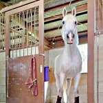ニンジンを前に部屋の出入口で立ち止まるイーグルBくん（画像提供：芦峅ホースヴィレッジさん）