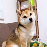 おすまし顔もキュートな（画像提供：しばいぬお迎えした主婦さん）