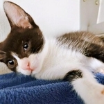 「踏まれる幸せ」保護した子猫との遊びで、ママが編み出したのは…愛らしい光景に「凄い技ですね」「私も踏まれたい」「幸せそう」