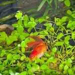 「ま、まさか、死んでる…！？」水草の上で横になる金魚に飼い主もヒヤリ　5年間もこの姿「怠惰だw」「動画だった！」2.1万いいね