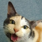 ミケちゃんのひまわりスマイル（冨森さん提供）