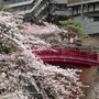 有馬には桜の名所が多く、花見ごろには街中が桜色に染まる。有馬川沿いも見ごたえのあるスポットだ（神戸観光局提供）