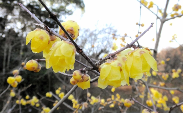 見ごろを迎えている植物園のロウバイ