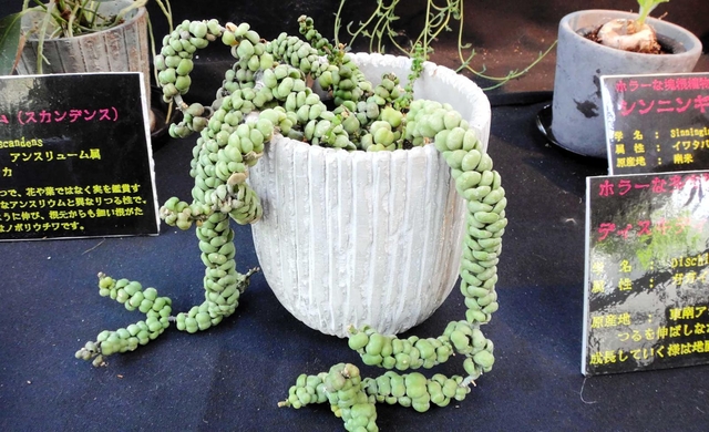 「ホラーな観葉植物」展のディスキディア