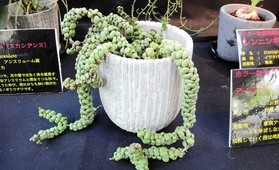 「ホラーな観葉植物」展のディスキディア