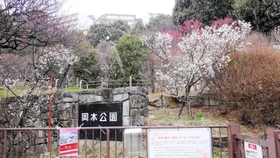 古くから梅の名所として名高い岡本公園