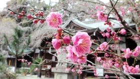 保久良神社に咲く梅。見頃はこれから
