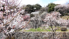 例年なら今頃は、もう少しいっぱい咲いている（２０２０年２月２０日、岡本公園で撮影）