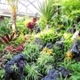 暖かな観賞温室には南国の植物が生い茂る