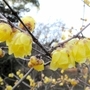 見ごろを迎えている植物園のロウバイ