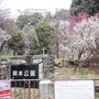 古くから梅の名所として名高い岡本公園