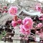 保久良神社に咲く梅。見頃はこれから